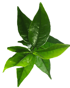 Curry Leaves Ingredients for Parachute Advansed Oil
